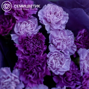 Букет из 15 сиреневых и фиолетовых гвоздик в сиреневой пленке