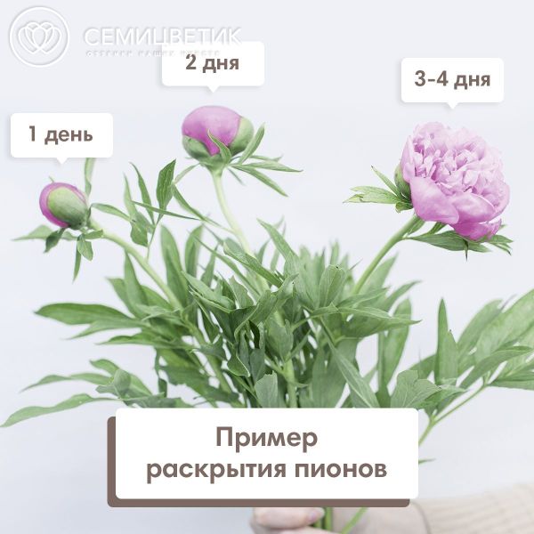 Букет из 11 розовых пионов Standart Plus