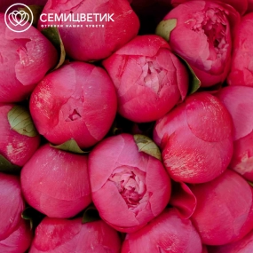 Букет из 15 ярко-розовых пионов Premium в розовой пленке