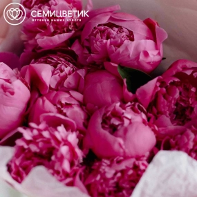 Букет из 11 ярко-розовых пионов Standart Plus в розовой пленке