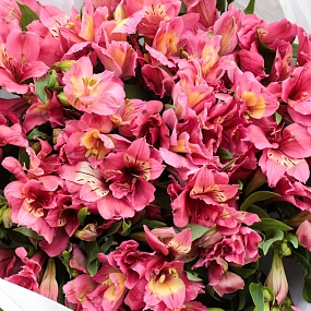 Букет из 23 малиновых альстромерий в белой пленке