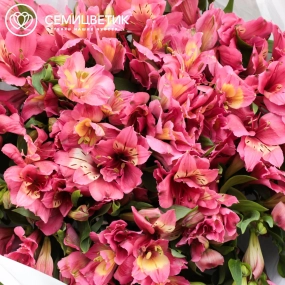 Букет из 23 малиновых альстромерий в белой пленке