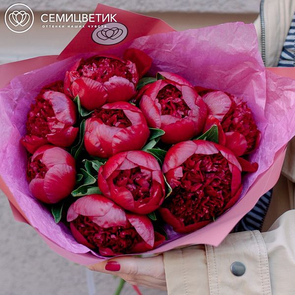 9 бордовых пионов Premium