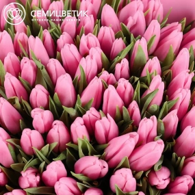 Букет из 101 розового тюльпана 40 см