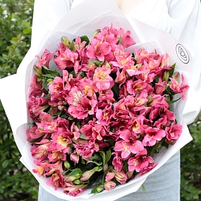 Букет из 23 малиновых альстромерий в белой пленке