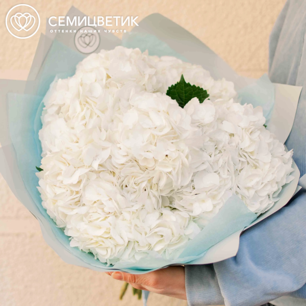 Букет из 7 белых гортензий в белой пленке