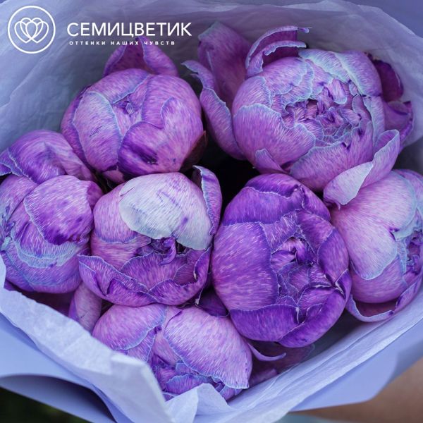 Букет из 7 фиолетовых пионов Premium в сиреневой пленке