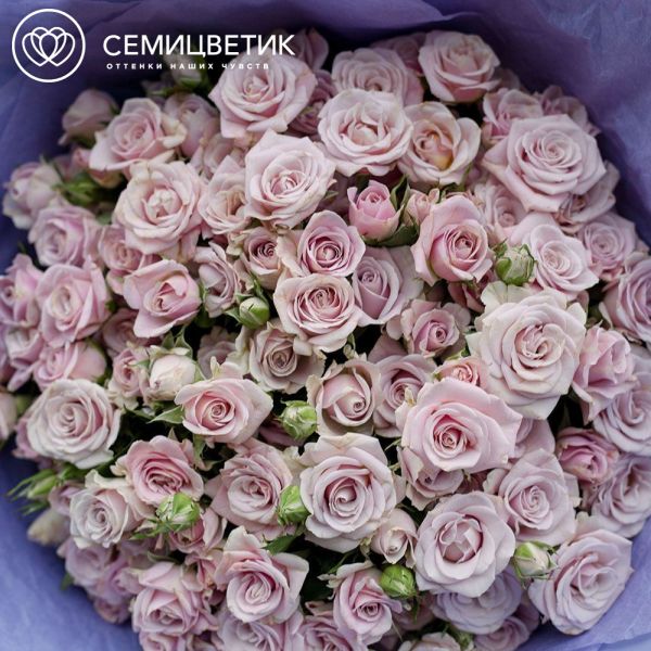 Букет из 25 сиреневых кустовых роз 40 см (Кения) в сиреневой пленке