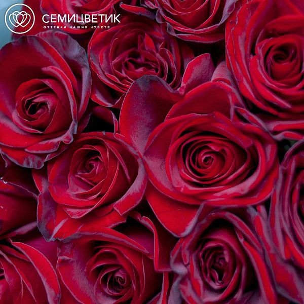 Букет из 15 красных с темной каймой роз (Россия) 80 см