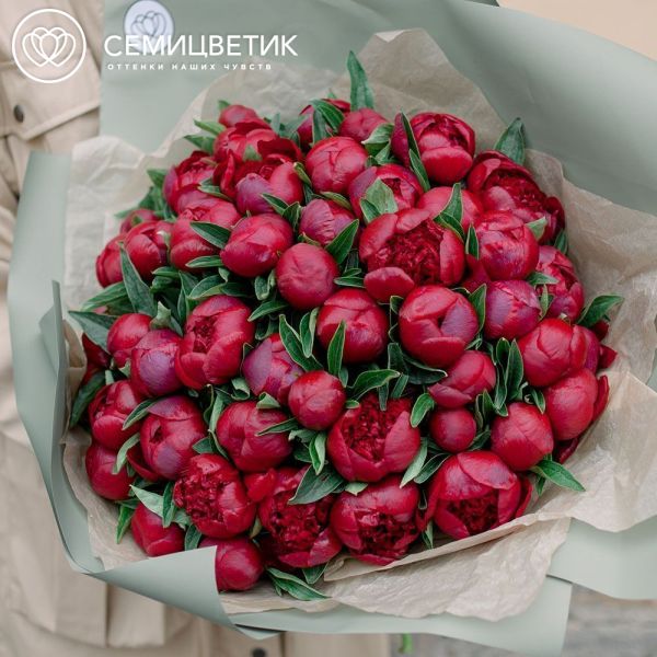Букет из 51 бордового пиона Standart Plus