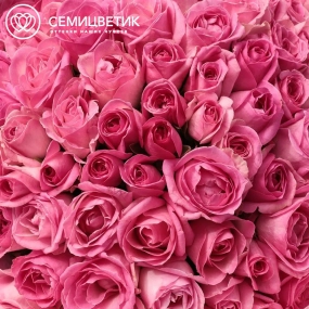 Букет из 101 розовой розы 35-40 см (Россия) в сиреневой пленке