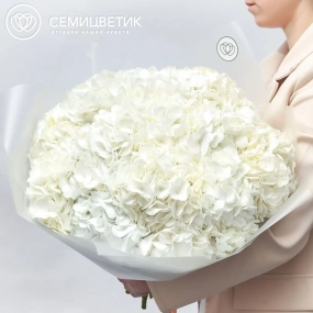 Букет из 15 белых гортензий в прозрачной пленке