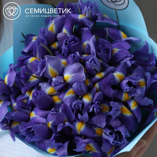 Букет из 25 синих ирисов в голубой пленке