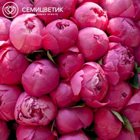 Букет из 51 ярко-розового пиона Premium в розовой пленке