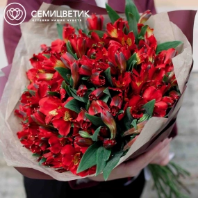 Букет из 25 красных альстромерий в бордовой пленке