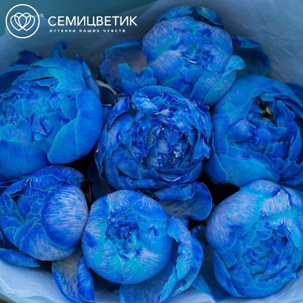 Букет из 7 синих пионов Premium в голубой пленке