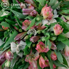 Букет из 23 альстромерий нежный микс в розовой пленке