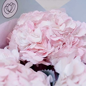 Букет из 3 розовых гортензий в белой пленке