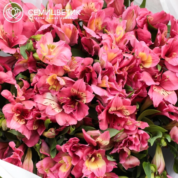 Букет из 23 малиновых альстромерий в белой пленке