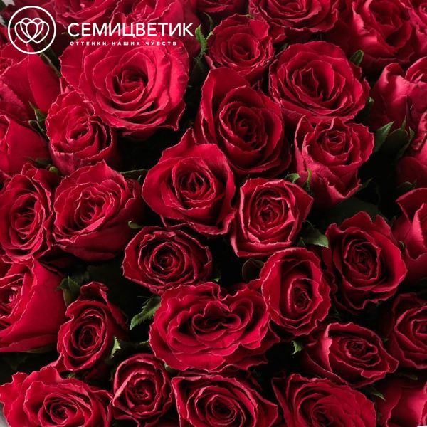 Букет из 51 красной розы 30 см (Кения)