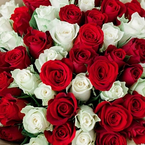 Букет из 75 красных и белых роз 40 см (Кения) в кремовой пленке