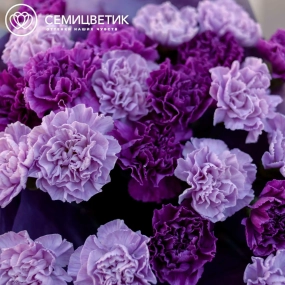 Букет из 25 сиреневых (лунных) и фиолетовых гвоздик в голубой пленке