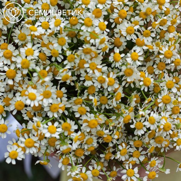 Букет из 9 матрикарий