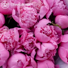 Букет из 15 ярко-розовых пионов Standart в розовой пленке