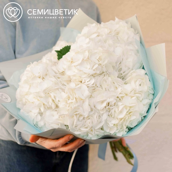 Букет из 7 белых гортензий в белой пленке