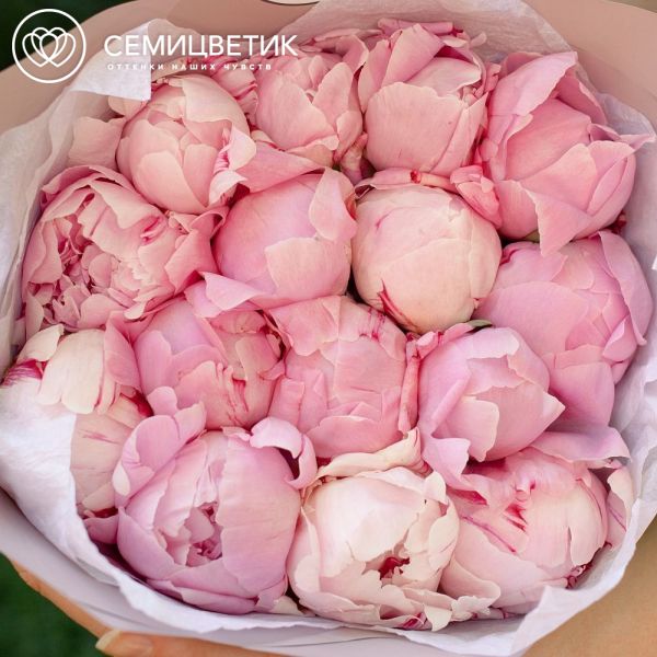 Букет из 15 розовых пионов Premium в розовой пленке