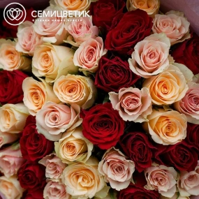 Букет из 51 кремовой, нежно-розовой и красной розы 35-40 см (Кения) в голубой пленке