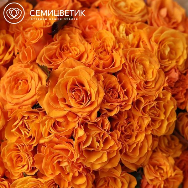 Букет из 51 оранжевой розы 40 см (Россия)