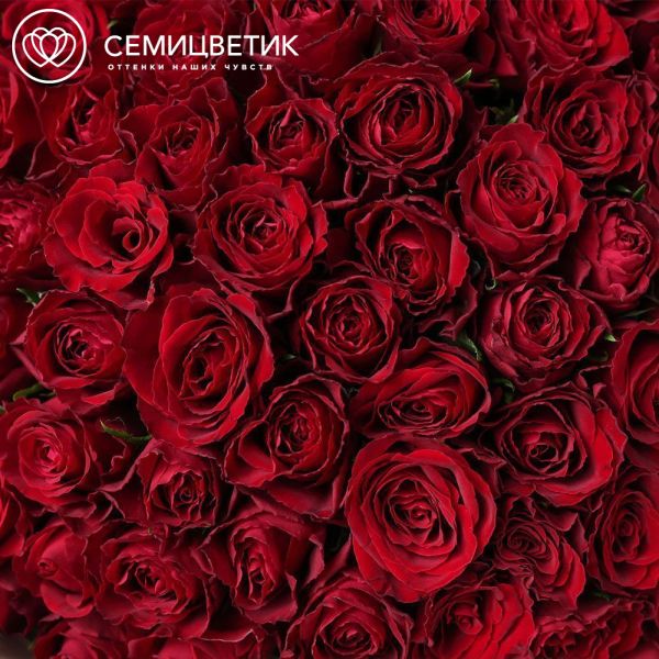 Букет из 101 красной розы 40 см (Кения)
