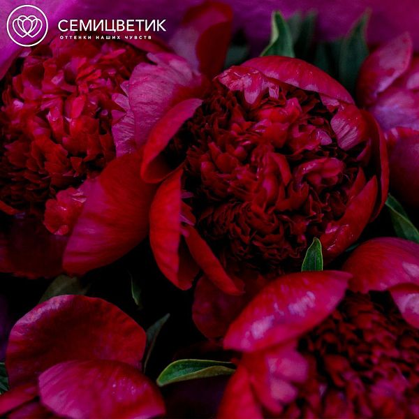 Букет из 7 бордовых пионов Premium