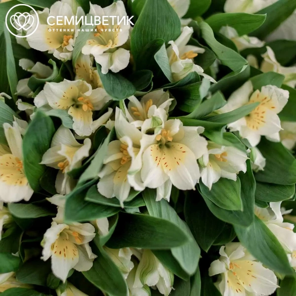 Букет из 23 белых альстромерий в зеленой пленке