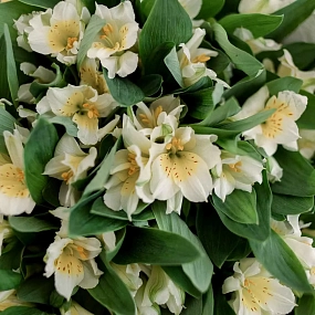 Букет из 23 белых альстромерий в зеленой пленке