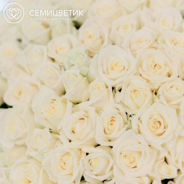 Букет из 101 белой розы 40 см (Россия)