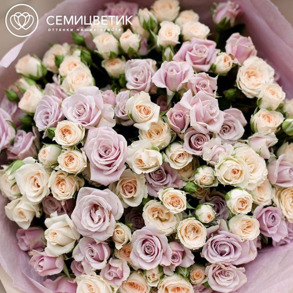 Букет из 25 кустовых кремовых и сиреневых роз 40 см (Кения) в кремовой пленке