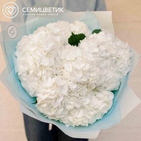 Букет из 7 белых гортензий в белой пленке