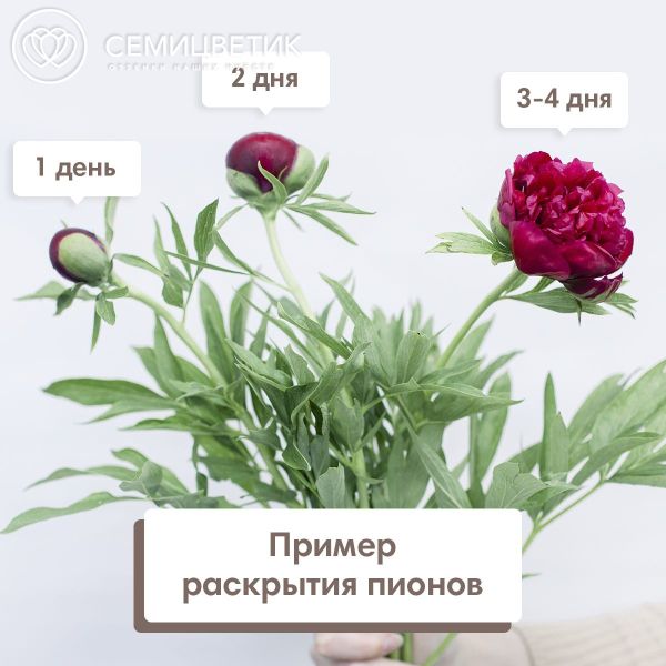 Букет из 11 бордовых пионов Standart Plus