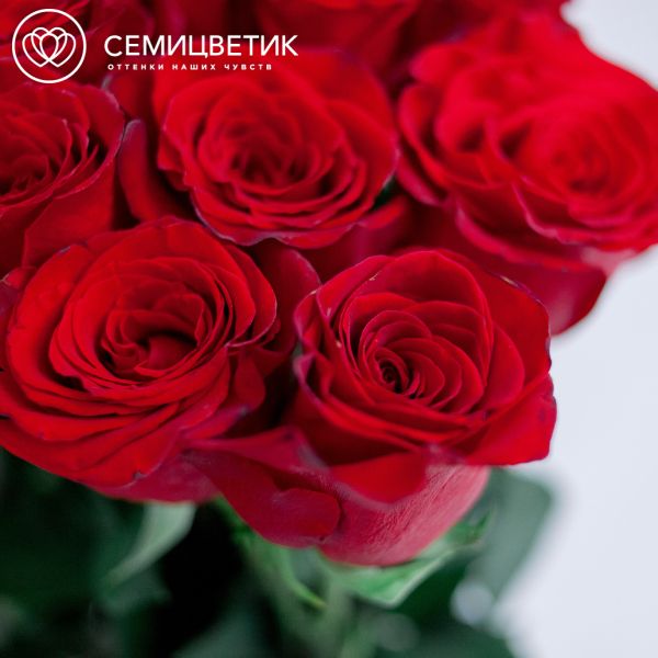 Букет из 15 красных роз (Эквадор) 150 см Freedom