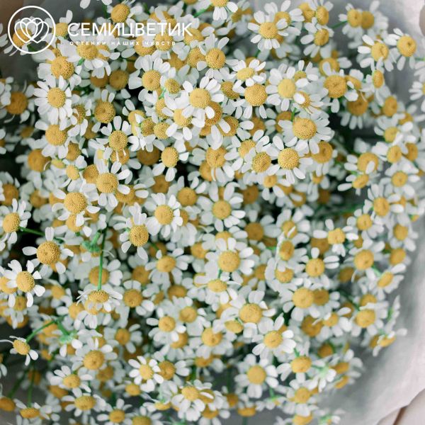 Букет из 15 матрикарий (ромашек)