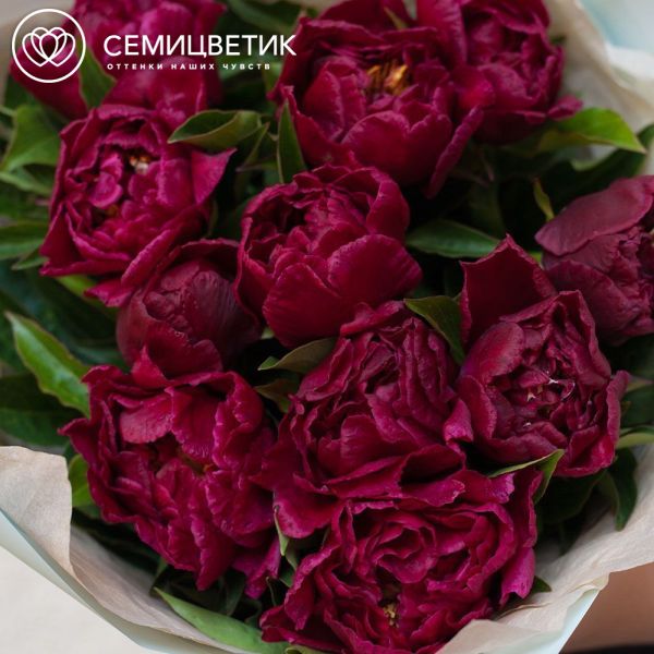 Букет из 11 бордовых пионов Standart Plus