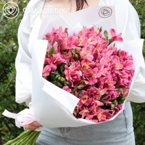 Букет из 23 малиновых альстромерий в белой пленке
