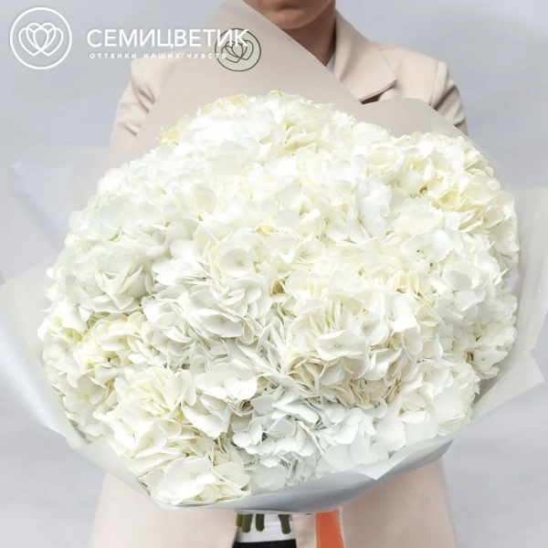 Букет из 15 белых гортензий в прозрачной пленке