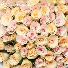Букет из 101 кремовой и нежно-розовой розы 30 см (Кения) в голубой пленке