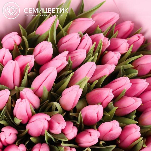 Букет из 51 розового тюльпана 40 см в розовой пленке